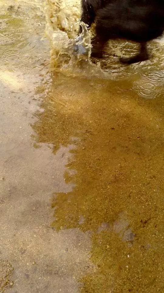 Rafa Castaner Blog Colage Barrecha Mesclat 6